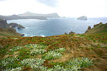 Looking toward Dent Island, where the long thought extinct Campbell Island teal (Anas aucklandica) was rediscovered in 1975, Campbell Island, Subantarctic New Zealand, January