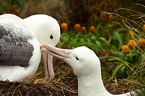 Southern royal albatross (Diomedea epomophora) mutual preening behaviour at the nest, Campbell Island,  Subantarctic New Zealand January