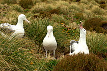 Southern royal albatross (Diomedea epomophora) pair at nest being visited by unattached bird, Campbell Island, Subantarctic New Zealand January