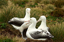 Southern royal albatross (Diomedea epomophora) pair at nest, visited by unattached bird, Campbell Island, Subantarctic New Zealand January