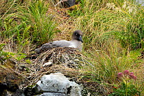 Light mantled sooty albatross (Phoebetria palpebrata)  brooding small chick at it's nest on a low cliff ledge,    Musgrave Inlet, Auckland Island, New Zealand Subantarctic Islands January