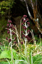 Daisy (Pleurophyllum criniferum) Campbell Island,  Subantarctic New Zealand January