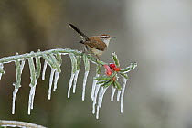 Bewick's wren (Thryomanes bewickii), adult perched on icy branch of Christmas cholla (Cylindropuntia leptocaulis), Hill Country, Texas, USA. January