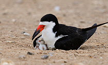 Black skimmer (Rynchops niger), adult with chick, Port Isabel, Laguna Madre, South Padre Island, Texas, USA. June
