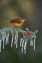 Carolina wren (Thryothorus ludovicianus), adult perched on icy branch of Christmas cholla (Cylindropuntia leptocaulis), Hill Country, Texas, USA. January