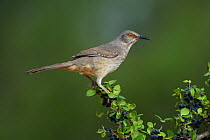 Curve-billed thrasher (Toxostoma curvirostre), adult perched on berry laden Elbow bush (Forestiera pubescens), Rio Grande Valley, South Texas, Texas, USA. May