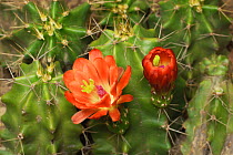 Claret Cup Cactus (Echinocereus triglochidiatus), flower, Hill Country, Texas, USA. April