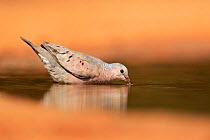Common Ground-Dove (Columbina passerina), adult drinking, Rio Grande Valley, South Texas, Texas, USA. June