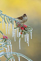 Chipping Sparrow (Spizella passerina), adult perched on icy branch of Christmas cholla (Cylindropuntia leptocaulis), Hill Country, Texas, USA. January