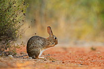 Eastern cottontail rabbit (Sylvilagus floridanus), adult grooming, South Texas, USA. June