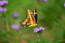 Giant swallowtail butterfly (Papilio cresphontes), adult feeding on Prairie Verbena (Glandularia bipinnatifida), Hill Country, Texas, USA. April