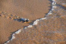 Kemp's ridley sea turtle (Lepidochelys kempii), baby turtle walking towards sea, South Padre Island, South Texas, USA. July