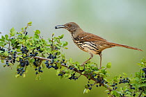 Long-billed thrasher (Toxostoma longirostre), adult eating Elbow bush (Forestiera pubescens) berries, Rio Grande Valley, South Texas, Texas, USA. May