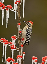 Ladder-backed Woodpecker (Picoides scalaris), adult male perched on icy branch of Possum Haw Holly (Ilex decidua) with berries, Hill Country, Texas, USA. February