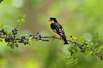 Lesser Goldfinch (Carduelis psaltria), adult male perched on Elbow bush (Forestiera pubescens) with berries, Hill Country, Texas, USA. May