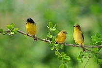 Lesser Goldfinch (Carduelis psaltria), adult male with young, Hill Country, Texas, USA. May
