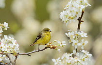 Lesser Goldfinch (Carduelis psaltria), female perched in flowering Mexican Plum (Prunus mexicana) , Hill Country, Texas, USA. March