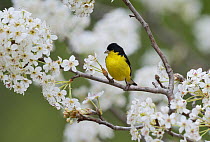 Lesser goldfinch (Carduelis psaltria), male perched in flowering pear tree (Pyrus sp.), Hill Country, Texas, USA, March.. March