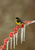 Lesser goldfinch (Carduelis psaltria), adult male perched on icy branch of Possum Haw Holly (Ilex decidua) with berries, Hill Country, Texas, USA. February