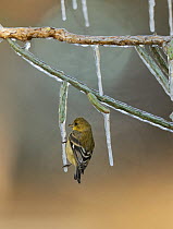Lesser Goldfinch (Carduelis psaltria), adult female perched on icy branch of Christmas cholla (Cylindropuntia leptocaulis), Hill Country, Texas, USA.. January