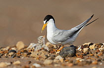 Least tern (Sterna antillarum), adult with newly hatched young, Port Isabel, Laguna Madre, South Padre Island, Texas, USA. June