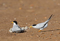 Least tern (Sterna antillarum), adult feeding newly hatched young with fish prey, Port Isabel, Laguna Madre, South Padre Island, Texas, USA. June