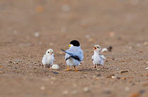 Least tern (Sterna antillarum), adult with newly hatched young, Port Isabel, Laguna Madre, South Padre Island, Texas, USA. June