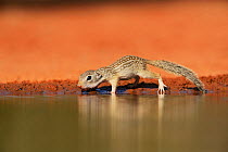 Mexican ground squirrel (Spermophilus mexicanus), young drinking at pond, South Texas, USA. June