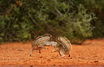Mexican ground squirrel (Spermophilus mexicanus), adults fighting, South Texas, USA. June