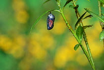 Monarch (Danaus plexippus), butterfly emerging from chrysalis on Tropical milkweed (Asclepias curassavica), series, Hill Country, Texas, USA Sequence 3 of 18. October