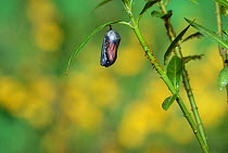 Monarch (Danaus plexippus), butterfly emerging from chrysalis on Tropical milkweed (Asclepias curassavica), series, Hill Country, Texas, USA Sequence 4 of 18. October