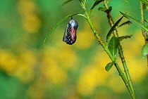 Monarch (Danaus plexippus), butterfly emerging from chrysalis on Tropical milkweed (Asclepias curassavica), series, Hill Country, Texas, USA Sequence 5 of 18. October