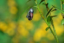 Monarch (Danaus plexippus), butterfly emerging from chrysalis on Tropical milkweed (Asclepias curassavica), series, Hill Country, Texas, USA Sequence 6 of 18. October