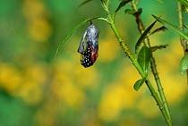 Monarch (Danaus plexippus), butterfly emerging from chrysalis on Tropical milkweed (Asclepias curassavica), series, Hill Country, Texas, USA Sequence 7 of 18. October