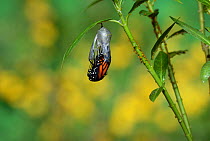 Monarch (Danaus plexippus), butterfly emerging from chrysalis on Tropical milkweed (Asclepias curassavica), series, Hill Country, Texas, USA Sequence 8 of 18. October