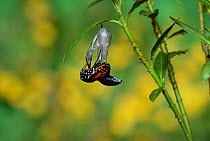 Monarch (Danaus plexippus), butterfly emerging from chrysalis on Tropical milkweed (Asclepias curassavica), series, Hill Country, Texas, USA Sequence 9 of 18. October