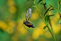 Monarch (Danaus plexippus), butterfly emerging from chrysalis on Tropical milkweed (Asclepias curassavica), series, Hill Country, Texas, USA Sequence 11 of 18. October