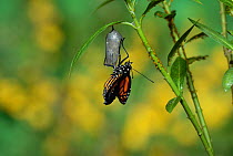 Monarch (Danaus plexippus), butterfly emerging from chrysalis on Tropical milkweed (Asclepias curassavica) wings unfolding, series, Hill Country, Texas, USA Sequence 12 of 18. October