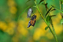 Monarch (Danaus plexippus), butterfly emerging from chrysalis on Tropical milkweed (Asclepias curassavica) wings unfolding, series, Hill Country, Texas, USA Sequence 13 of 18. October