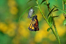 Monarch (Danaus plexippus), butterfly emerging from chrysalis on Tropical milkweed (Asclepias curassavica) wings unfolding, series, Hill Country, Texas, USA Sequence 16 of 18. October