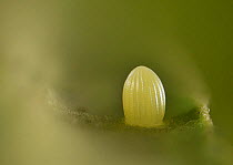 Monarch (Danaus plexippus), egg, Hill Country, Texas, USA. October