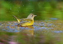 Nashville Warbler (Vermivora ruficapilla), adult bathing in pond, Hill Country, Texas, USA. October