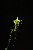 Night-blooming cereus cactus (Acanthocereus tetragonus), flower bud opening at night, Texas, USA. Sequence 1 of 7. August