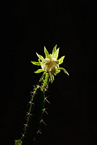 Night-blooming cereus cactus (Acanthocereus tetragonus), flower bud opening at night, Texas, USA. Sequence 2 of 7. August
