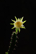 Night-blooming cereus cactus (Acanthocereus tetragonus), flower bud opening at night, Texas, USA. Sequence 3 of 7 August