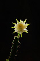 Night-blooming cereus cactus (Acanthocereus tetragonus), flower bud opening at night, Texas, USA. Sequence 4 of 7. August