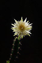 Night-blooming cereus cactus (Acanthocereus tetragonus), flower bud opening at night, Texas, USA. Sequence 5 of 7 August