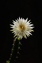 Night-blooming cereus cactus (Acanthocereus tetragonus), flower bud opening at night, Texas, USA. Sequence 6 of 7. August