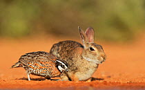 Northern bobwhite (Colinus virginianus), male feeding next to Eastern cottontail rabbit (Sylvilagus floridanus), Rio Grande Valley, South Texas, Texas, USA. June