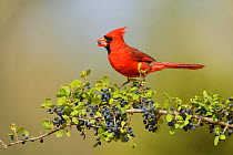 Northern Cardinal (Cardinalis cardinalis), male eating Elbow bush (Forestiera pubescens) berries, Rio Grande Valley, South Texas, Texas, USA. May
